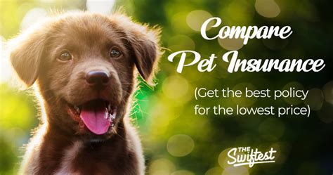 6 Reasons You Need Pet Insurance Breedadvisor Com 6 Reasons You Need Pet Insurance Breedadvisor Com