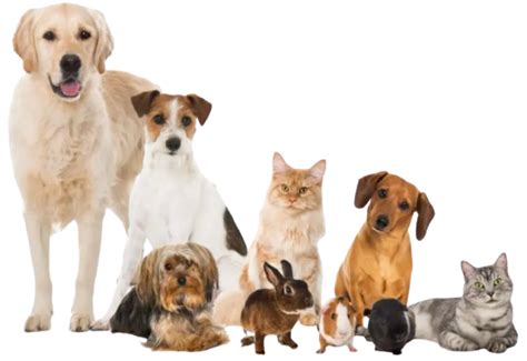 Best Cheap Pet Insurance For Dogs