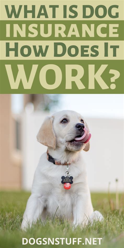 Best Dog Insurance For Puppies