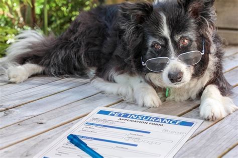 Best Insurance Pet