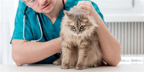 Best Pet Insurance For Cats In 2022 Unbiased Review All About Cats