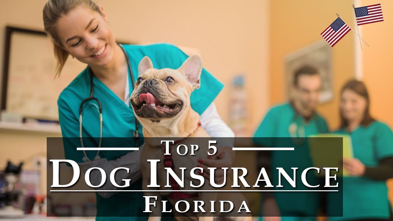 Best Pet Insurance For Dogs Dog Health Insurance Best Pet Insurance For Dogs Dog Health Insurance