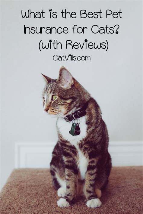 Cat Insurance 101 The Ultimate Guide To Pet Protection