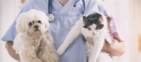 Cat Insurance Faq Cat Vet Info