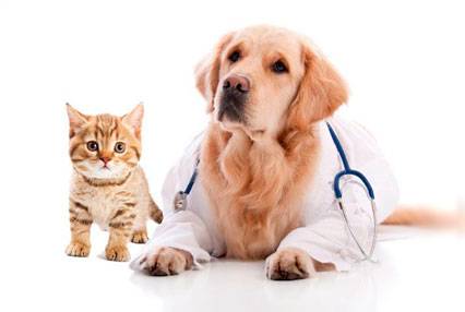 Cat Insurance Quote