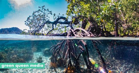 Climate Change Insurance Protecting Mexico Amp 39 S Mangrove Forests Climate Change Insurance Protecting Mexico Amp 39 S Mangrove Forests