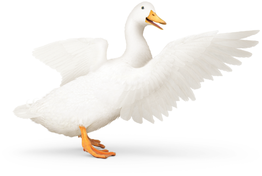 Dental Insurance For Orthodontics Aflac Dental Insurance For Orthodontics Aflac