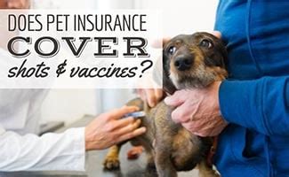 Does Pet Insurance Cover Shots Vaccines Canine Journal Does Pet Insurance Cover Shots Vaccines Canine Journal