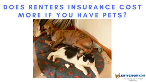 Does Renters Insurance Cost More If You Have Pets The Kitty Expert Does Renters Insurance Cost More If You Have Pets The Kitty Expert
