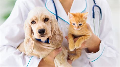 Dog Vet Insurance