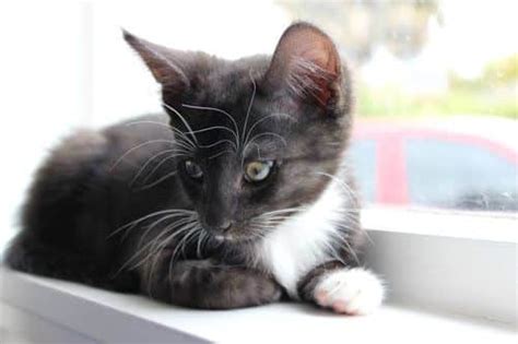 Domestic Shorthair Cats Breed Overview Free Cat Insurance Quotes Domestic Shorthair Cats Breed Overview Free Cat Insurance Quotes