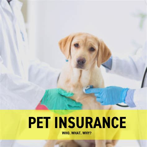 Health Insurance For Dogs