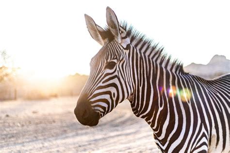 Honeyquote And The Zebra Partner To Offer More Homeowners Insurance Options In Florida