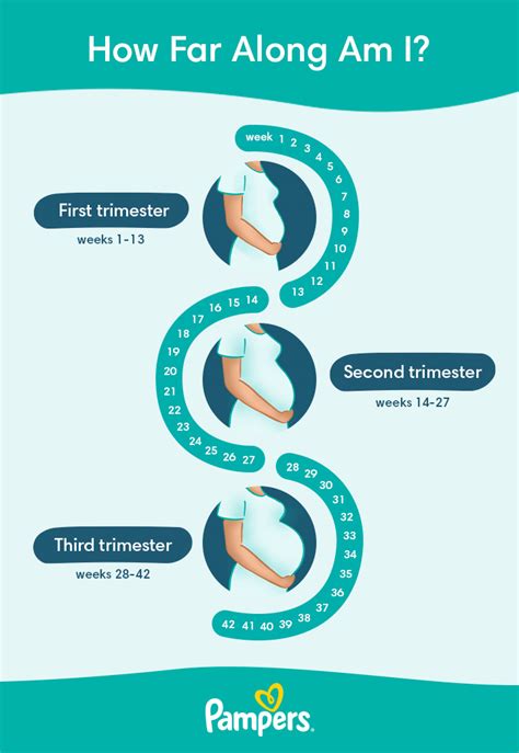How Many Weeks Pregnant Am I Quick Calculation Best Guide Healtfast How Many Weeks Pregnant Am I Quick Calculation Best Guide Healtfast