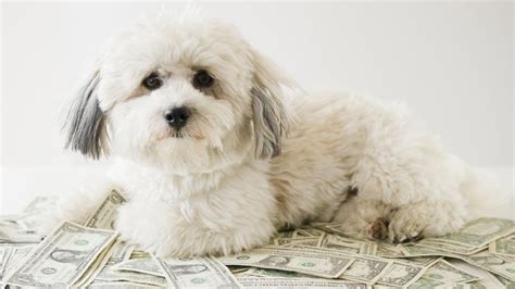 How Much Does Pet Insurance Cost In 2022 Forbes Advisor How Much Does Pet Insurance Cost In 2022 Forbes Advisor