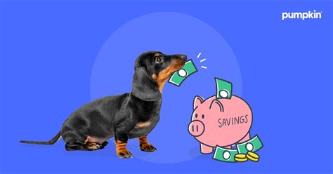How Much Is Pet Insurance And What Does It Cover Pumpkin How Much Is Pet Insurance And What Does It Cover Pumpkin