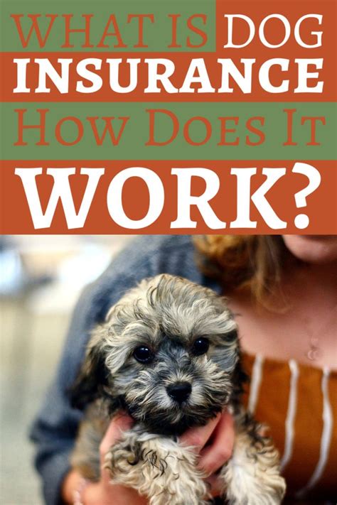 How To Find The Best Dog Insurance Dog Insurance Dogs Puppy Insurance How To Find The Best Dog Insurance Dog Insurance Dogs Puppy Insurance