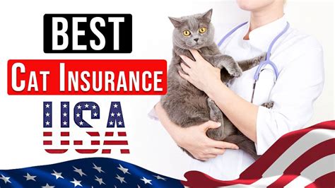 Insurance Cat