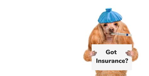 Insurance For Canines