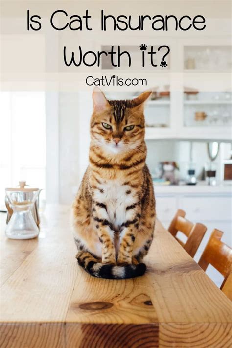 Is Cat Insurance Worth It