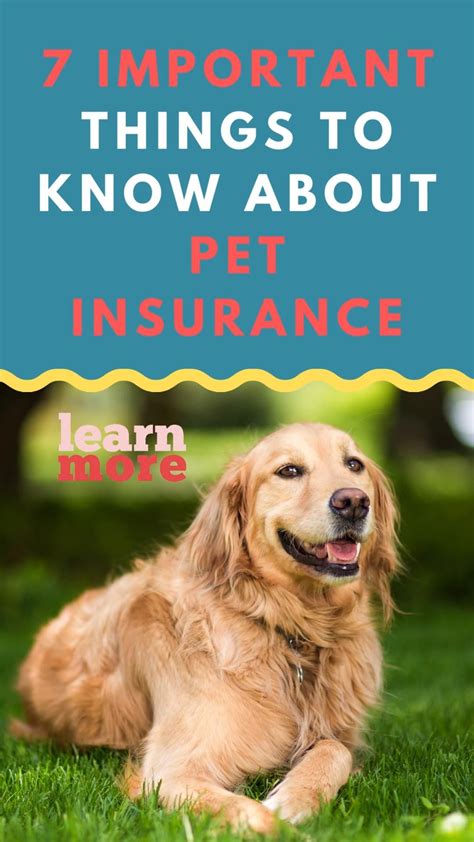 Is Pet Insurance Worth It For A Dog
