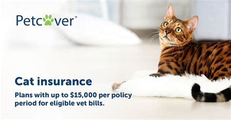 Kitten Insurance