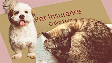 Luxury Pet Insurance Options