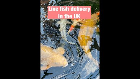 Overnight Live Fish Delivery