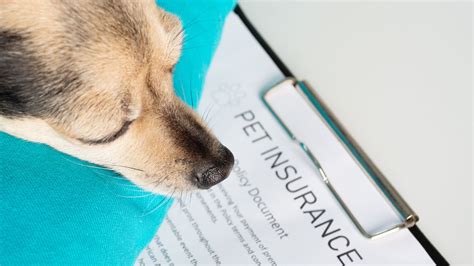 Paw Insurance