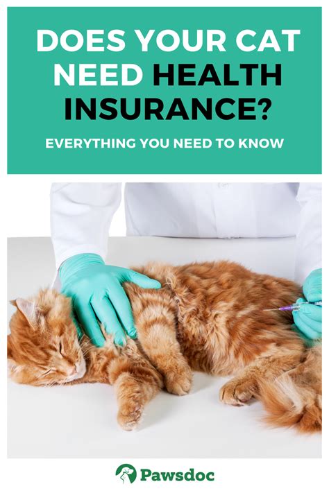 Pet Health Insurance For Cats
