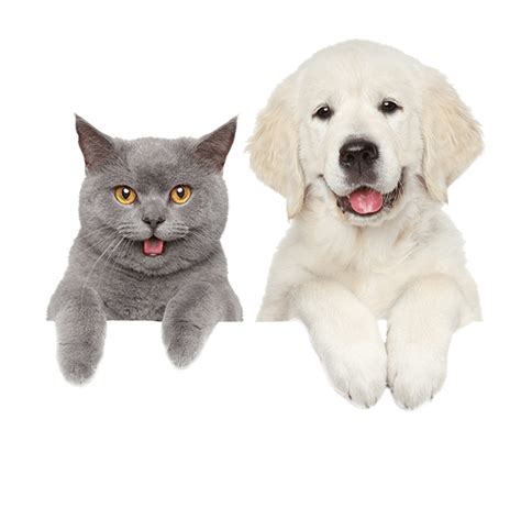 Pet Health Insurance Starting At 35 Mo Us Hotline 888 493 0979 Pet Health Insurance Starting At 35 Mo Us Hotline 888 493 0979