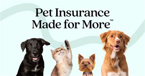 Pet Insurance Pre Existing Conditions Fetch Canada Pet Insurance Pre Existing Conditions Fetch Canada