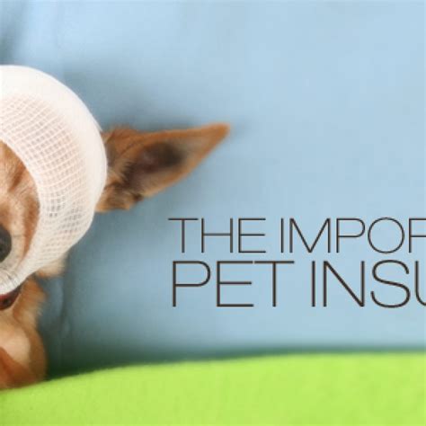 Pet Insurance1 Bentons Road Vet Pet Insurance1 Bentons Road Vet