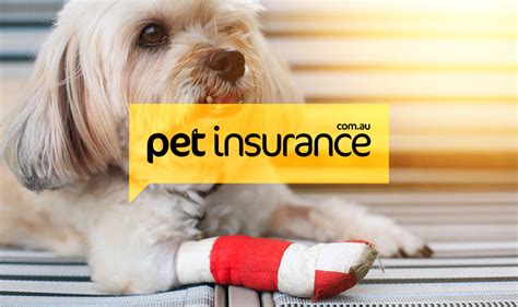 Pet Insureance