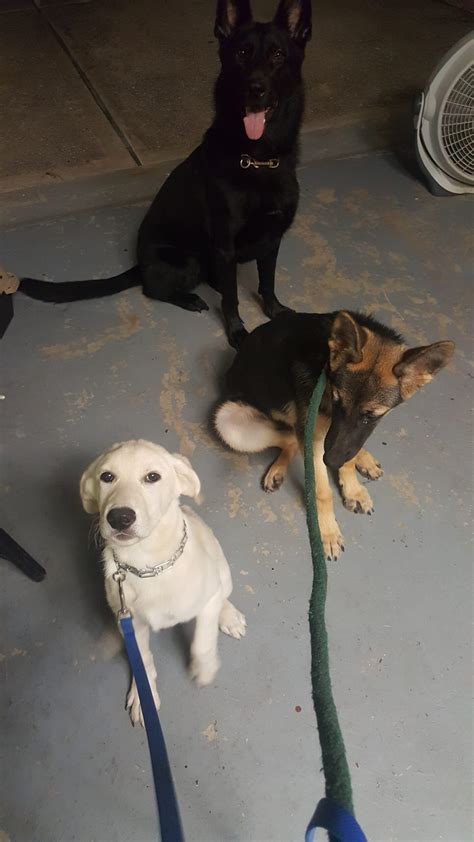 Progressive Dog Training S Gallery Houston Tx P D T Progressive Dog Training S Gallery Houston Tx P D T