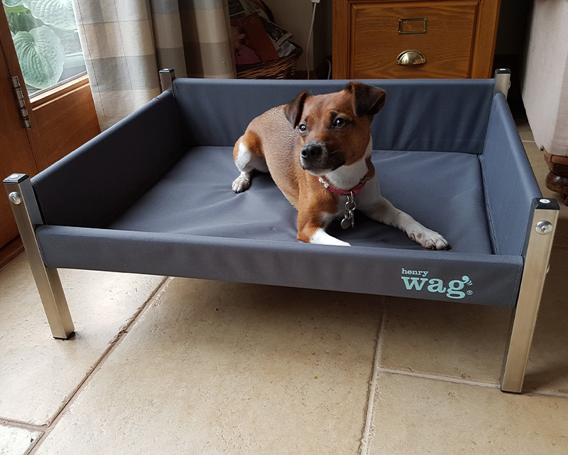 Tips For Finding The Best Pet Insurance For Your Dog Wag Youtube Tips For Finding The Best Pet Insurance For Your Dog Wag Youtube