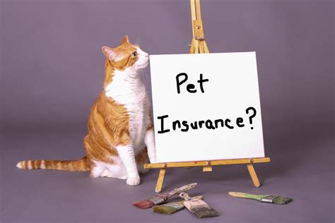 Understanding How Pet Insurance Works An Overview Understanding How Pet Insurance Works An Overview