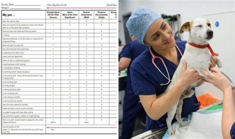 Vet Chart Tells Pet Owners It S Time To Put Dog Down Helps Visualise Vet Chart Tells Pet Owners It S Time To Put Dog Down Helps Visualise