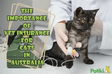 Vet Insurance For Cats