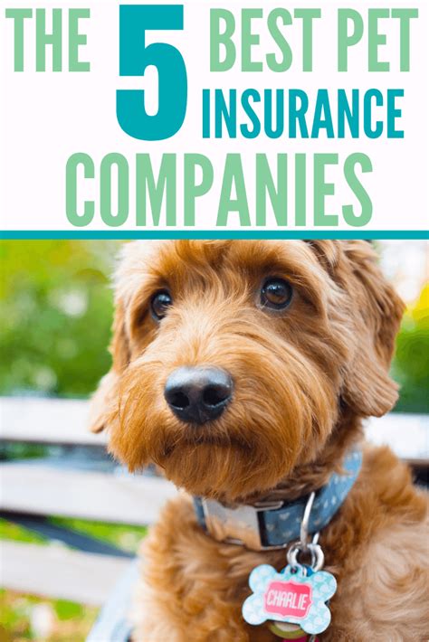 What Is The Best Dog Insurance What Is The Best Dog Insurance